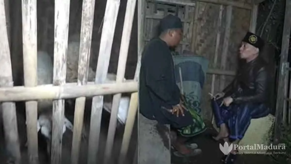 Edan, Pria Ini Kiku-kiku dengan Kambing Malah Gancet