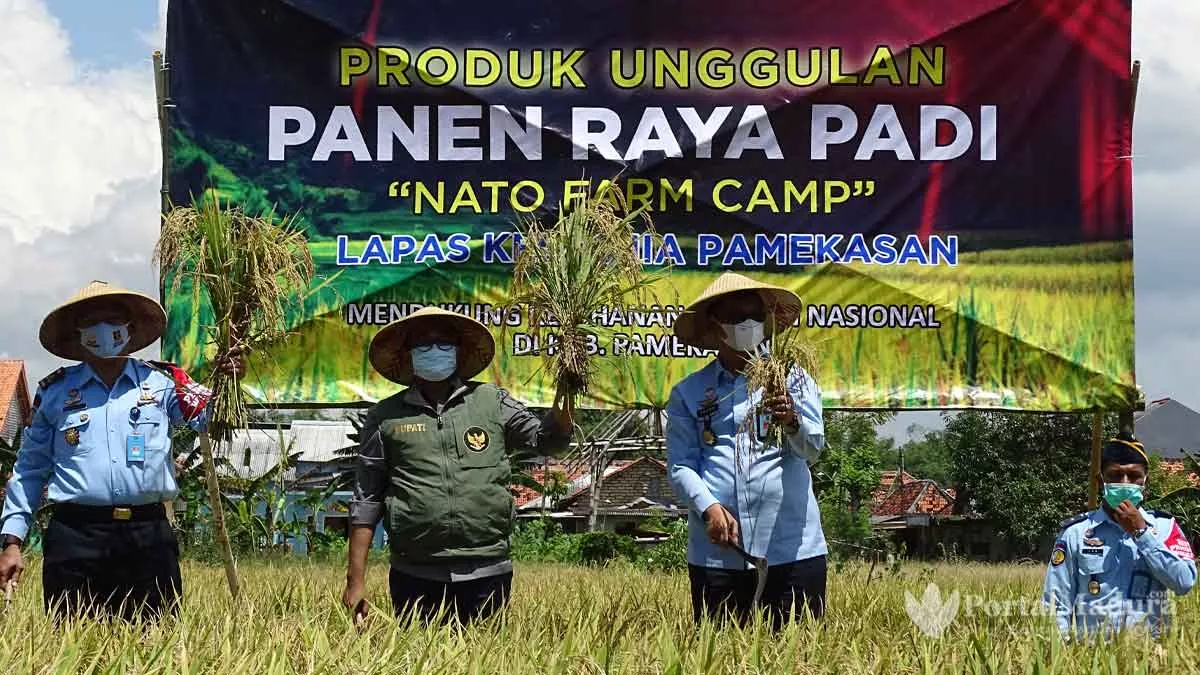 Lapas Klas IIA Pamekasan Luncurkan Penjualan Paving Block dan Panen Raya Padi