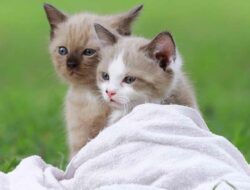 Hukum Jual Beli Kucing Menurut Islam