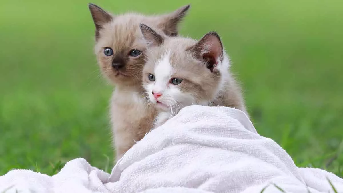 Hukum Jual Beli Kucing Menurut Islam