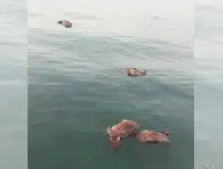 Puluhan Sapi Mati Mengapung Diduga Akan Didistribusikan Ilegal