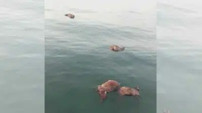Puluhan Sapi Mati Mengapung Diduga Akan Didistribusikan Ilegal