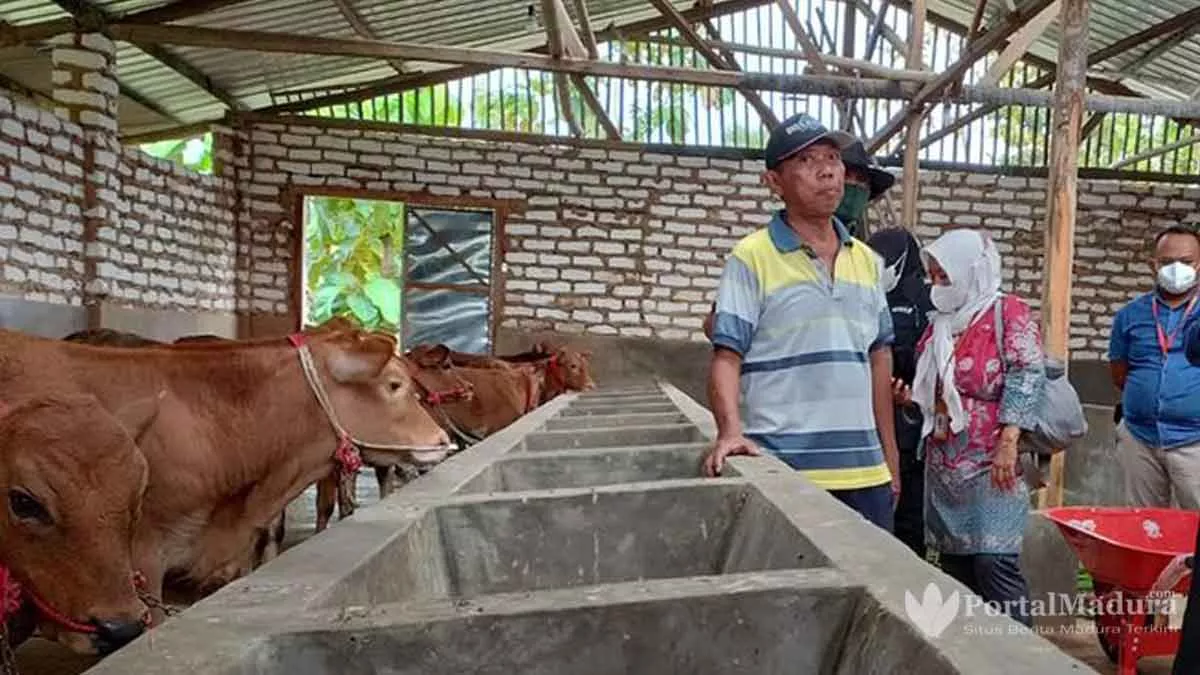 Sapi Sehat Dapat Jatah Suntik Vaksin Cegah PMK di Sampang