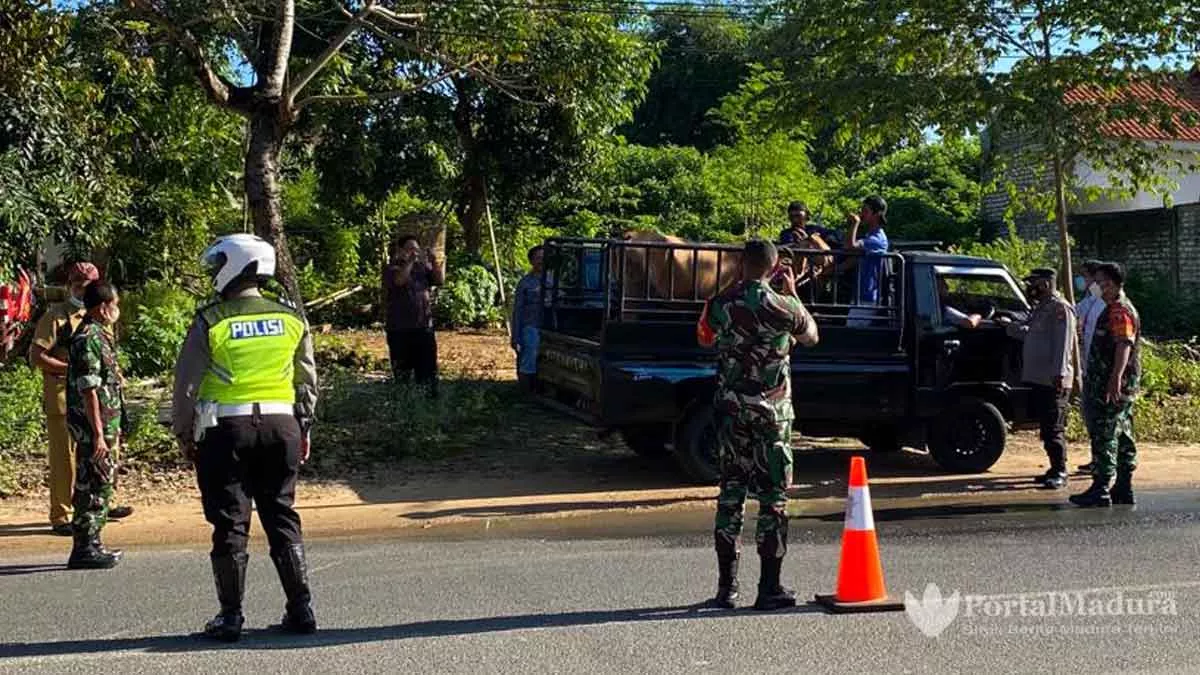 5 Pikap Angkut Sapi Dicegat Polisi Sumenep