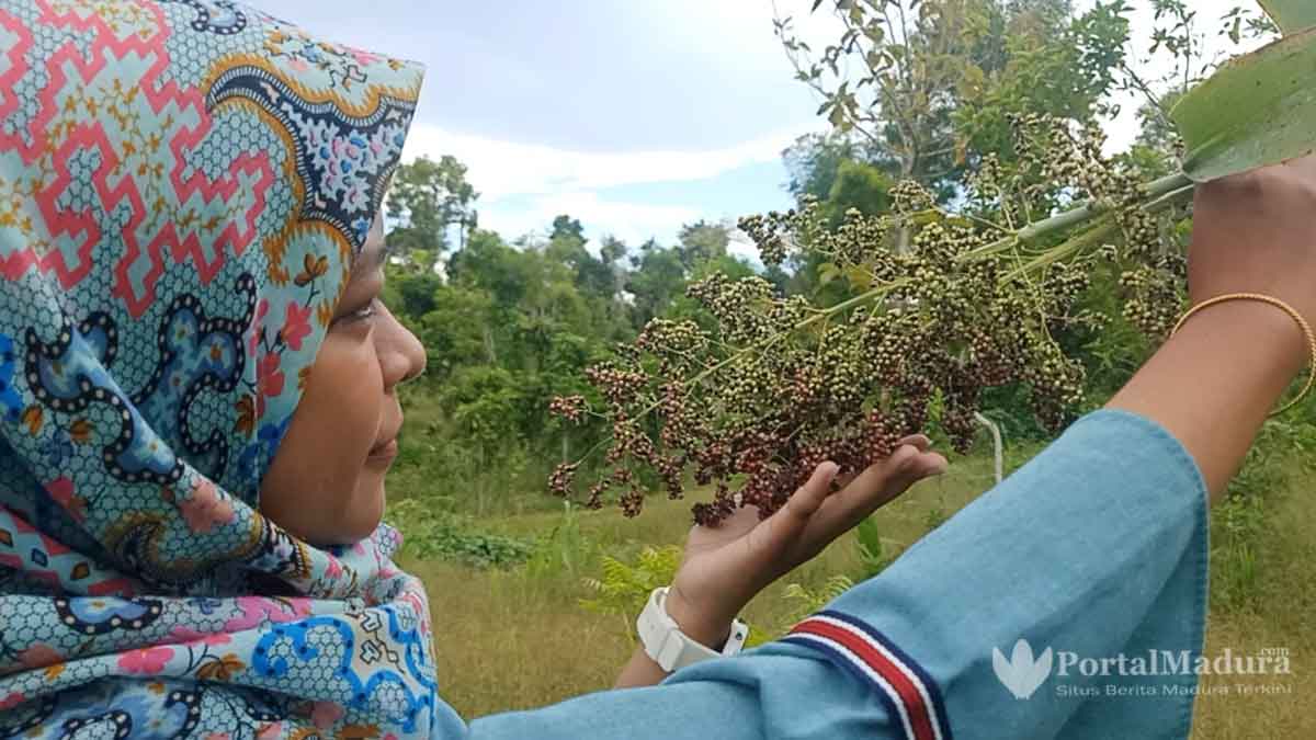 Bermanfaat Bagi Kesehatan, Sorgum Tumbuh Subur di Bekas Keraton Batuputih