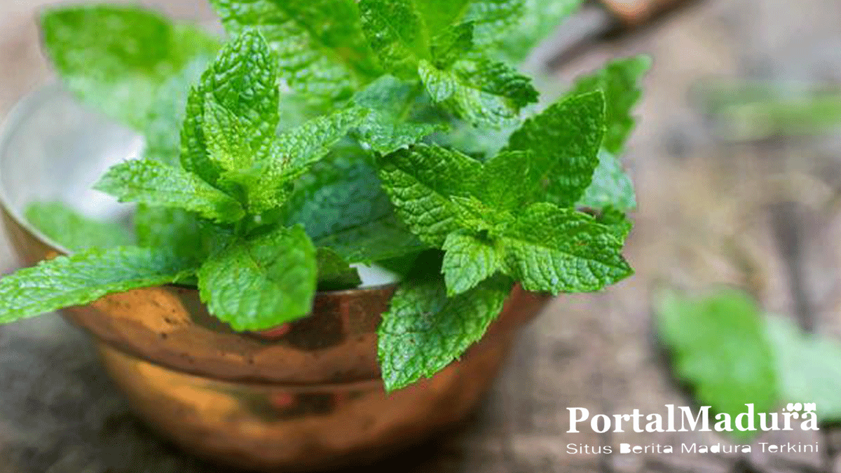 Bagus Bagi Kulit, Ini 5 Khasiat Daun Mint