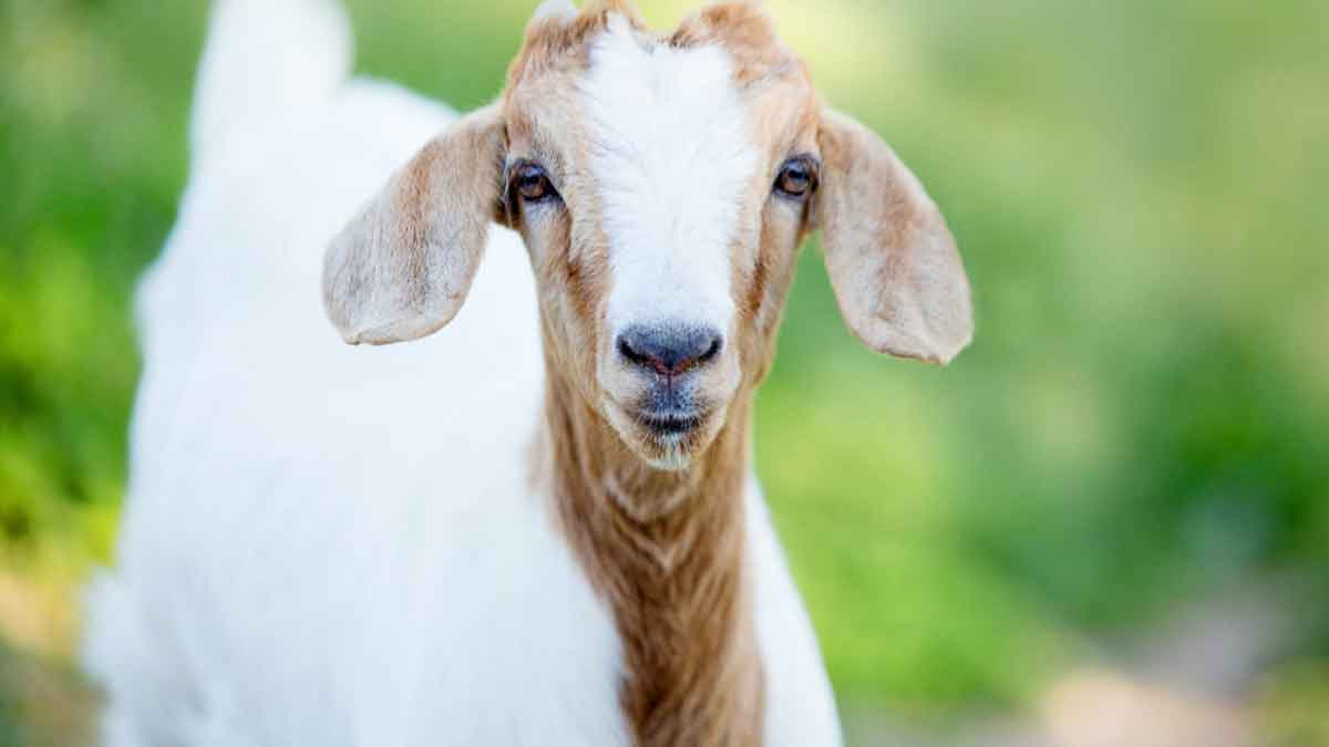 Baca Doa Ini Saat Menyembelih Hewan Kurban, Umat Muslim Wajib Tahu!