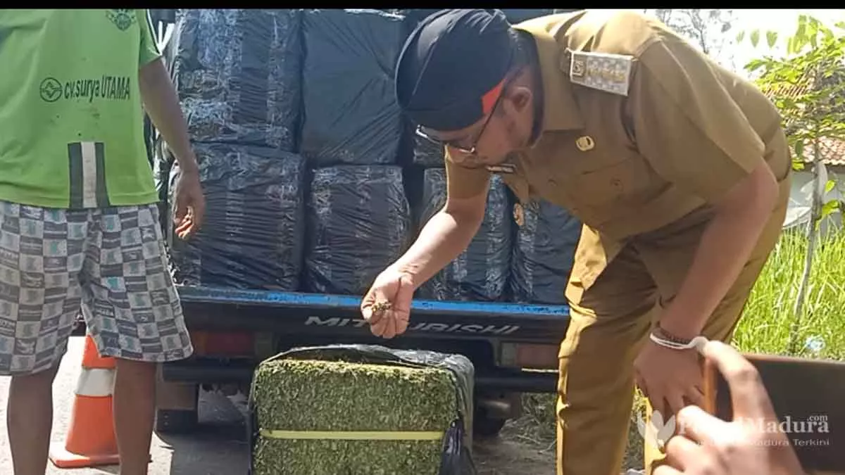 Pasar Eropa Menunggu, Protein Daun Kelor Sumenep Terbaik di Indonesia
