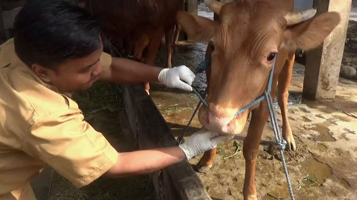 Diduga Tertular PMK, 2 Ekor Sapi Milik Warga Camplong Mati