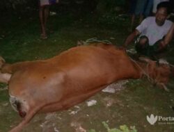 Hewan Sapi Milik Warga Juruan Daya Banyak Yang Mati