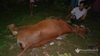 Hewan Sapi Milik Warga Juruan Daya Banyak Yang Mati