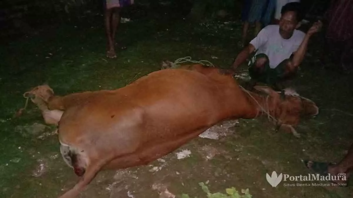Hewan Sapi Milik Warga Juruan Daya Banyak Yang Mati