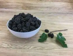 9 Manfaat Buah Murbei, Turunkan Kolesterol dan Cegah Obesitas