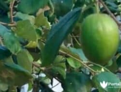 Cara Mengobati Sihir dengan Daun Bidara dalam Kitab Al-Qurthus