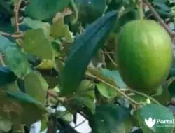 Cara Mengobati Sihir dengan Daun Bidara dalam Kitab Al-Qurthus