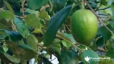 Cara Mengobati Sihir dengan Daun Bidara dalam Kitab Al-Qurthus