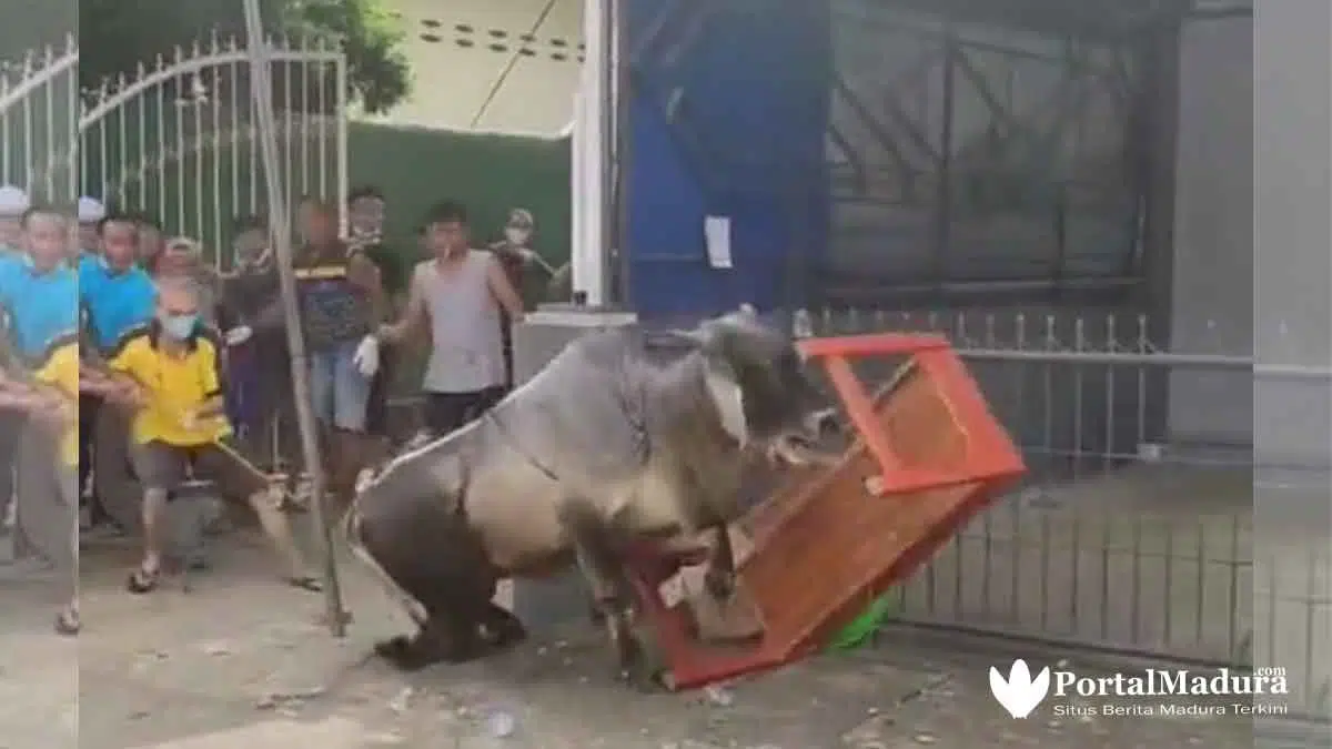 Viral 5 Video Hewan Kurban 'Melawan' dan Cara Menjinakkan