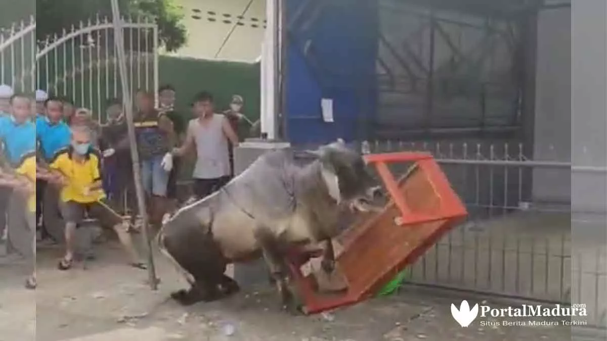 Viral 5 Video Hewan Kurban 'Melawan' Dan Cara Menjinakkan - Portalmadura.com Viral 5 Video Hewan Kurban 'Melawan' dan Cara Menjinakkan