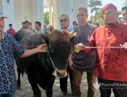 MH Said Abdullah, Yayasan Fathimah Binti Said Gauzan & PDIP Salurkan 98 Hewan Kurban