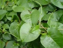 5 Manfaat Daun Binahong Untuk Wajah