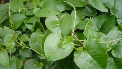 Manfaat Daun Binahong Untuk Wajah