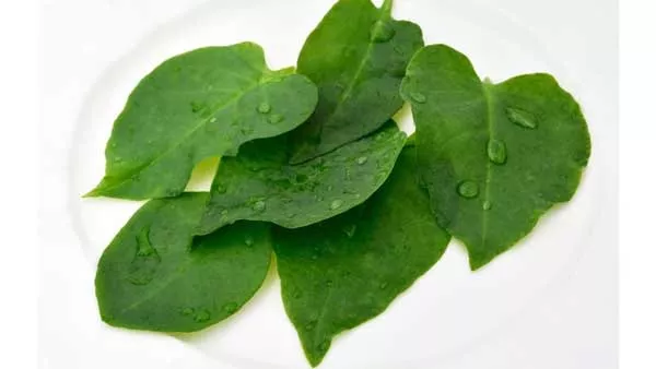 5 Manfaat Daun Binahong Untuk Wajah