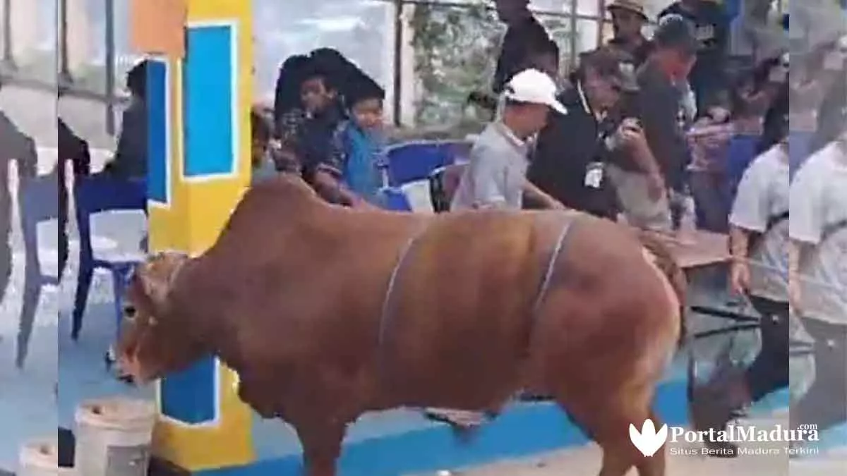 Viral 5 Video Hewan Kurban 'Melawan' Dan Cara Menjinakkan - Portalmadura.com Viral 5 Video Hewan Kurban 'Melawan' dan Cara Menjinakkan