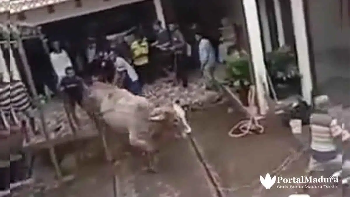 Viral 5 Video Hewan Kurban 'Melawan' dan Cara Menjinakkan