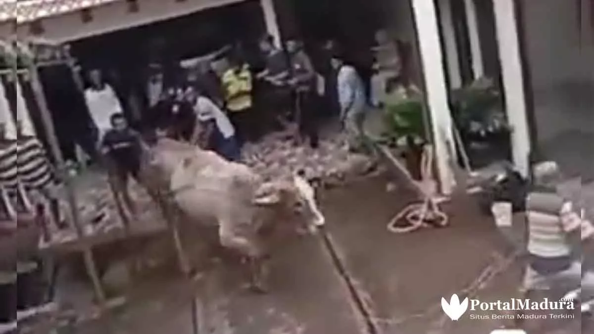 Viral 5 Video Hewan Kurban 'Melawan' Dan Cara Menjinakkan - Portalmadura.com Viral 5 Video Hewan Kurban 'Melawan' dan Cara Menjinakkan