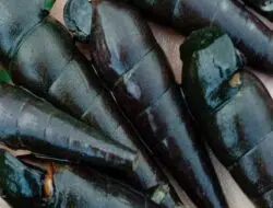 Siput Ajaib, Peninggalan Pangeran Siding Margo di Desa Juruan Laok Sumenep