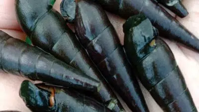 Siput Ajaib, Peninggalan Pangeran Siding Margo di Desa Juruan Laok Sumenep