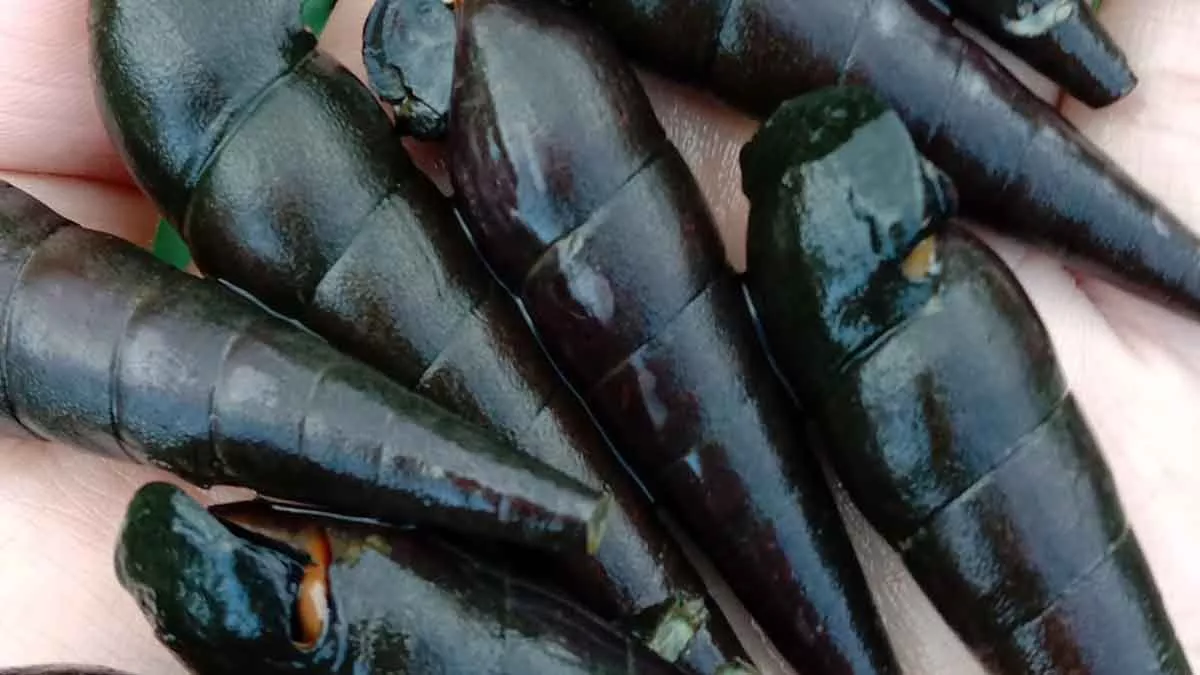Siput Ajaib, Peninggalan Pangeran Siding Margo di Desa Juruan Laok Sumenep