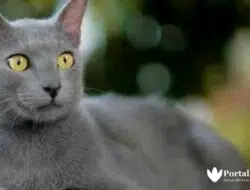 Peluang Bisnis Bagi Pecinta Kucing, Gak Butuh Modal Besar