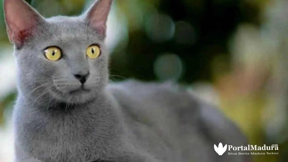 Peluang Bisnis Bagi Pecinta Kucing, Gak Butuh Modal Besar