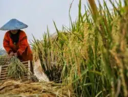 Petani Harus Tahu, Begini Cara Hitung Zakat Hasil Pertanian