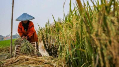Petani Harus Tahu, Begini Cara Hitung Zakat Hasil Pertanian