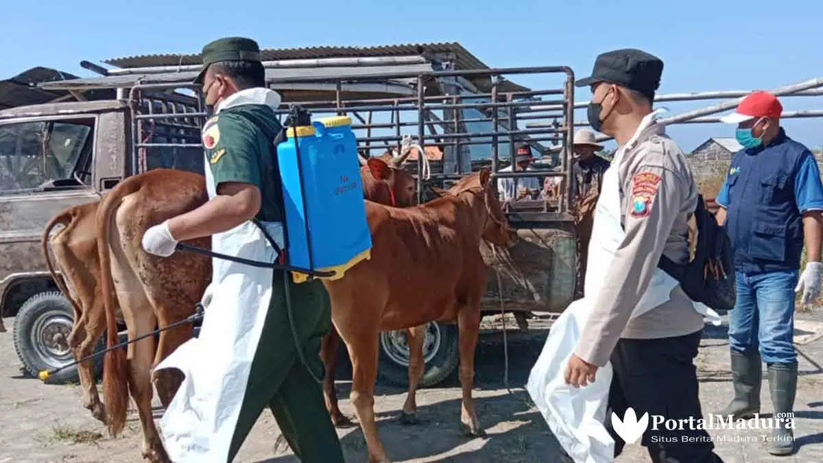 Petugas Gabungan Periksa Kendaraan Angkut Sapi