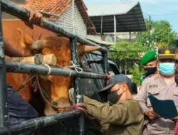 Petugas Gabungan di Sampang Sekat Kendaraan Angkutan Sapi