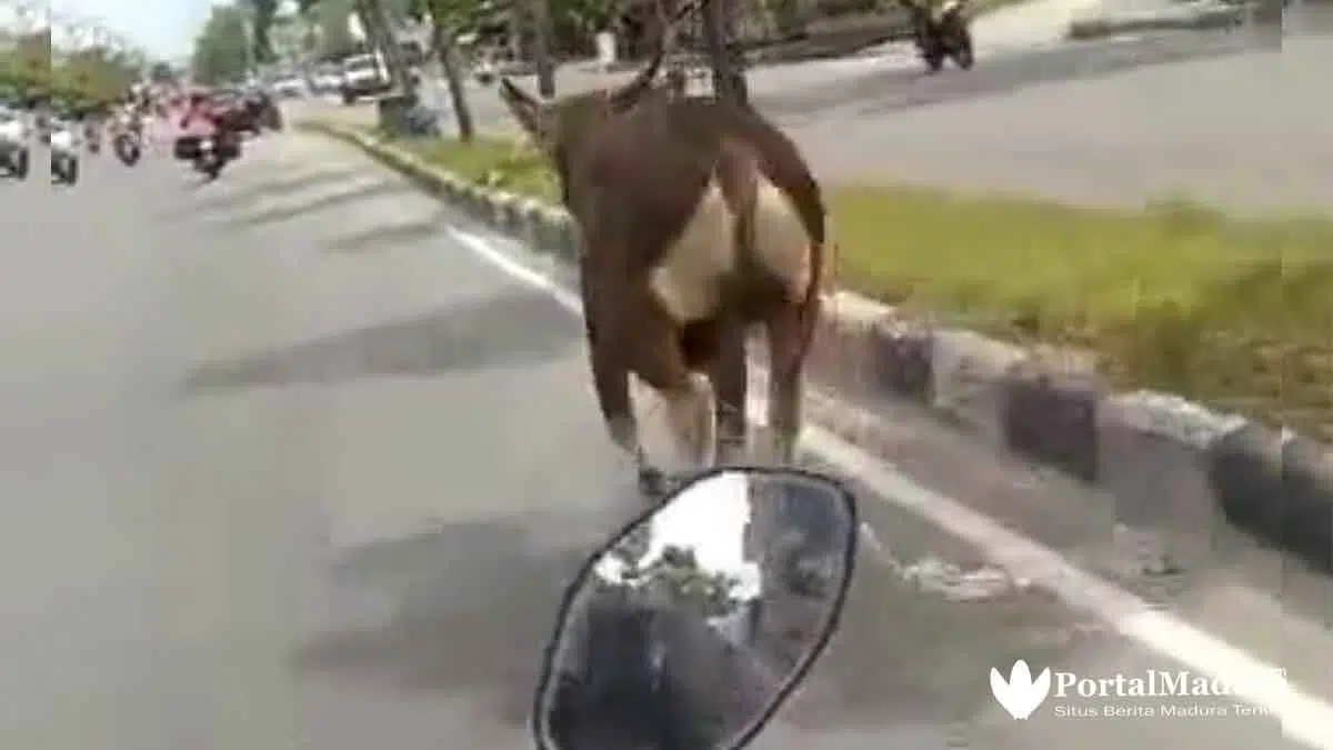 Viral 5 Video Hewan Kurban 'Melawan' dan Cara Menjinakkan