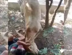Viral 5 Video Hewan Kurban ‘Melawan’ dan Cara Menjinakkan
