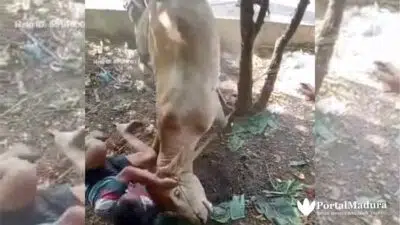 Viral 5 Video Hewan Kurban ‘Melawan’ dan Cara Menjinakkan