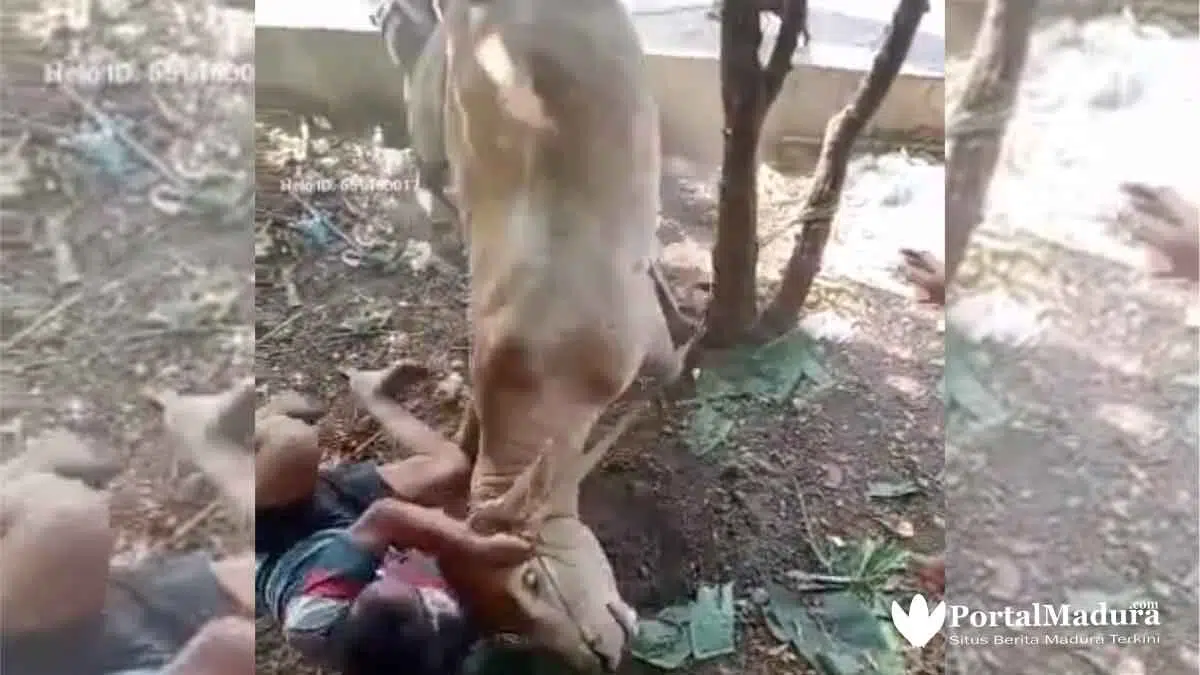 Viral 5 Video Hewan Kurban 'Melawan' dan Cara Menjinakkan