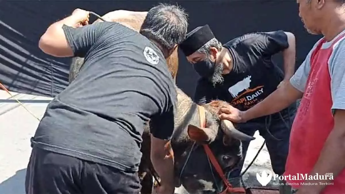 Viral 5 Video Hewan Kurban 'Melawan' Dan Cara Menjinakkan - Portalmadura.com Viral 5 Video Hewan Kurban 'Melawan' dan Cara Menjinakkan
