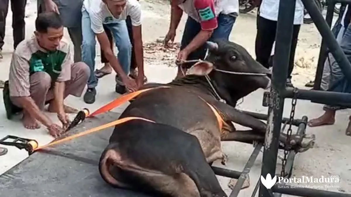 Viral 5 Video Hewan Kurban 'Melawan' Dan Cara Menjinakkan - Portalmadura.com Viral 5 Video Hewan Kurban 'Melawan' dan Cara Menjinakkan