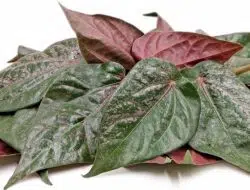 4 Manfaat Daun Sirih Merah untuk Kecantikan Wajah