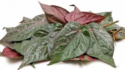 4 Manfaat Daun Sirih Merah untuk Kecantikan Wajah
