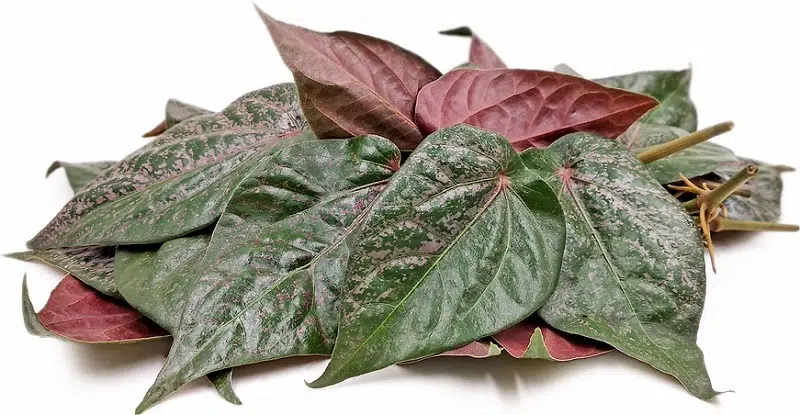 4 Manfaat Daun Sirih Merah untuk Kecantikan Wajah