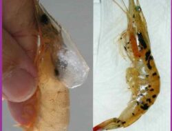 Dua Jenis Virus Serang Udang Tambak Sumenep