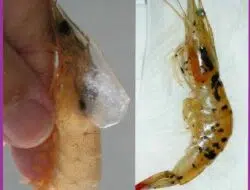 Dua Jenis Virus Serang Udang Tambak Sumenep