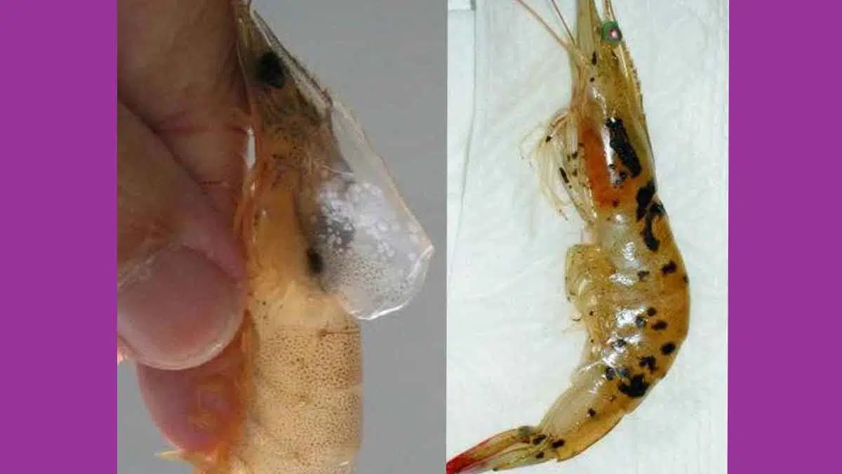 Dua Jenis Virus Serang Udang Tambak Sumenep